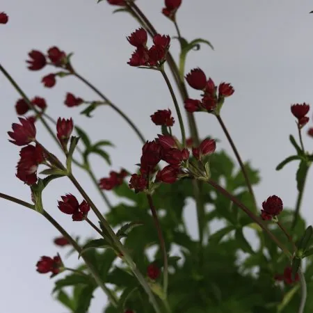 Astrantia major ‘Rubra’