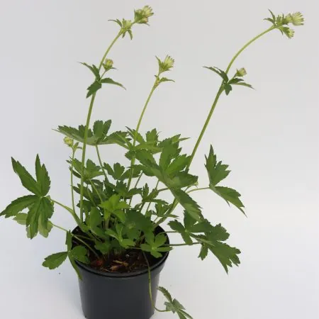 Astrantia ‘Snow Queen’