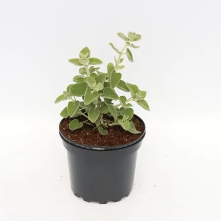 Ballota pseudodictamnus