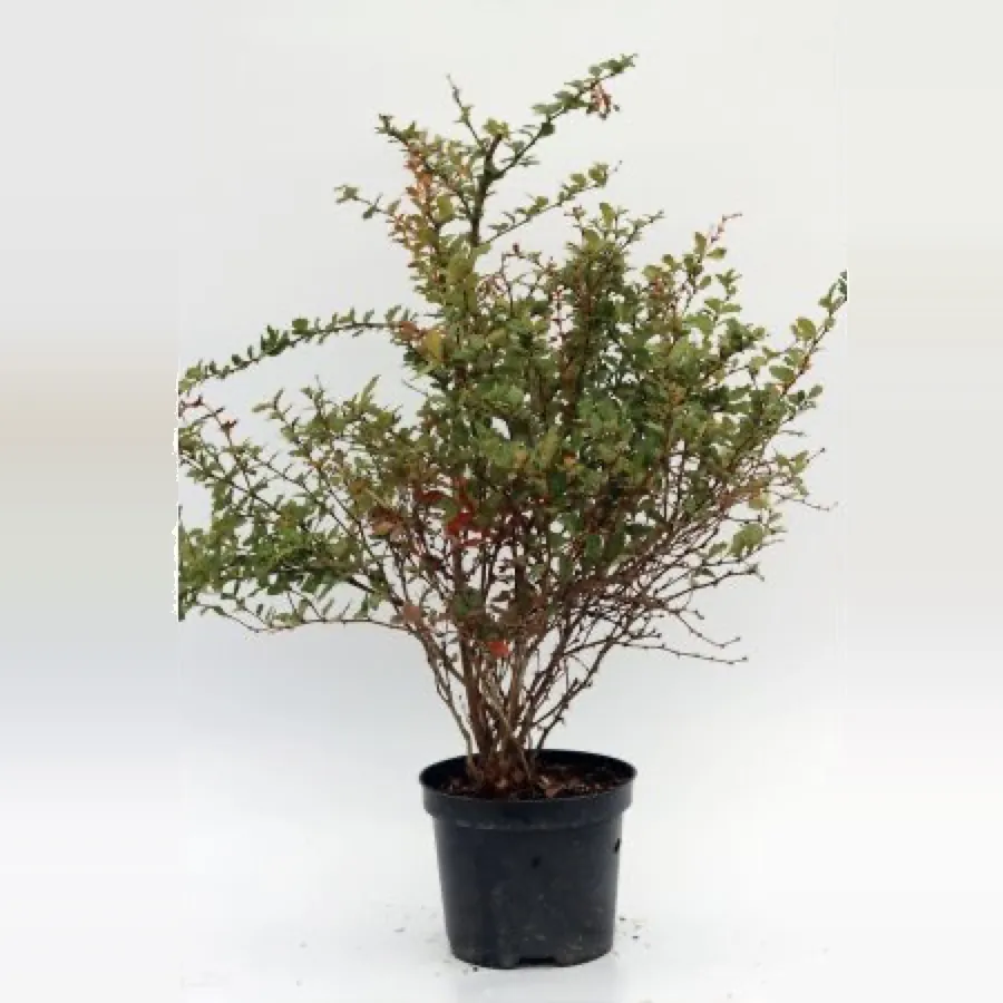 Berberis Darwinii