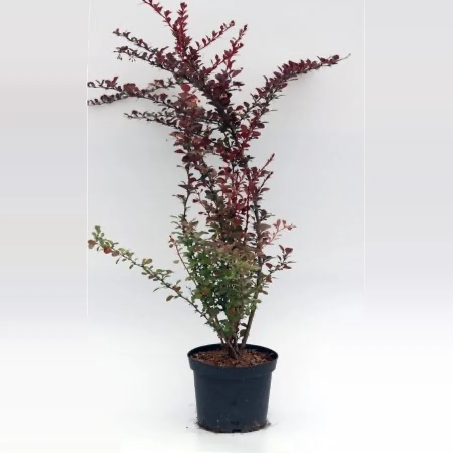 Berberis Thunbergii Atropurpurea
