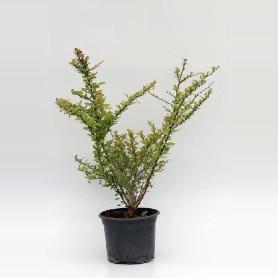 Berberis Thunbergii-Japanese Barberry