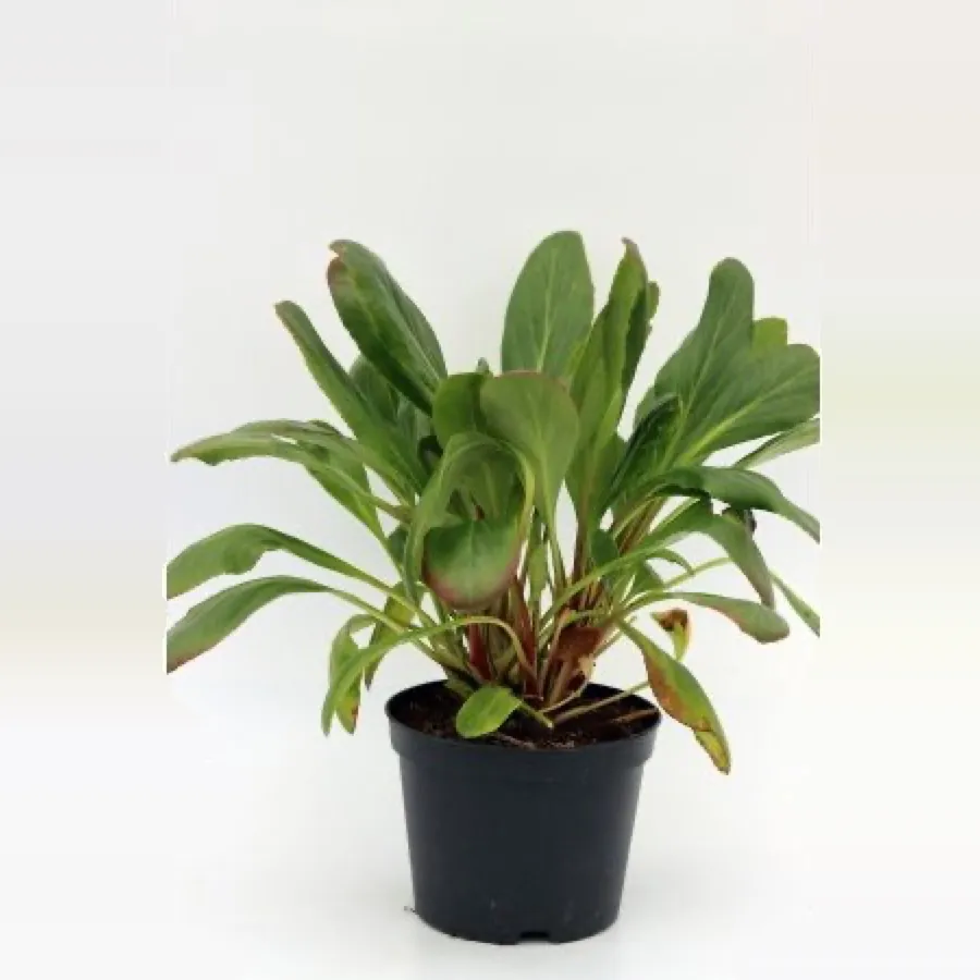 Bergenia ‘Bressingham White’