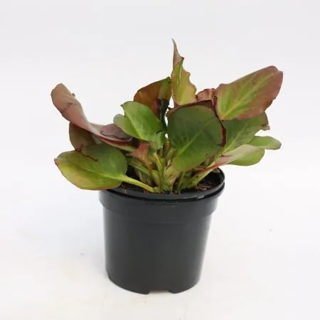 Bergenia ‘Eroica’