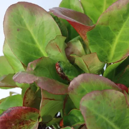 Bergenia ‘Overture’
