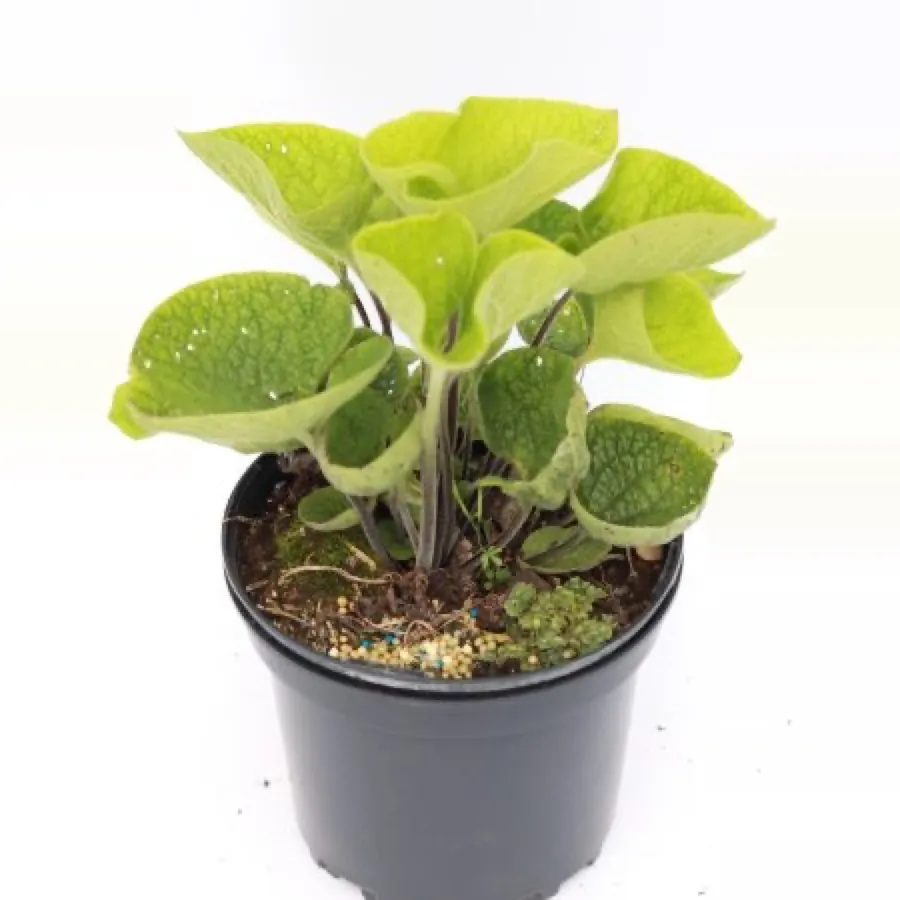 Brunnera macrophylla