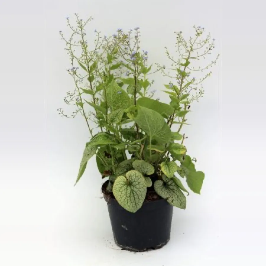 Brunnera macrophylla ‘Jack Frost’