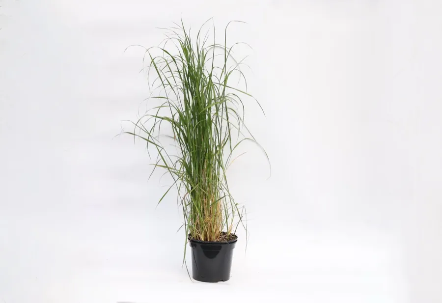 Calamagrostis ‘Karl Foerster’