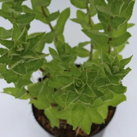Campanula ‘Pritchard’s Blue’