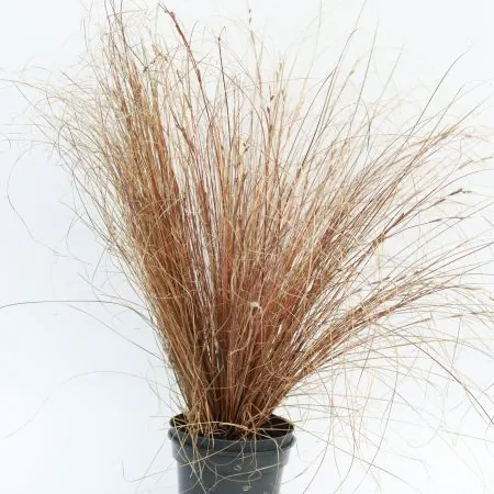 Carex buchananii ‘Red Rooster’