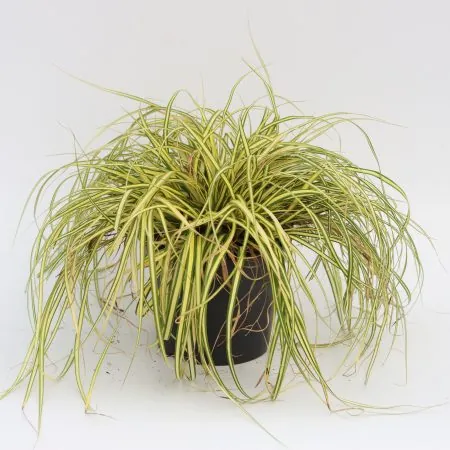 Carex Evergold