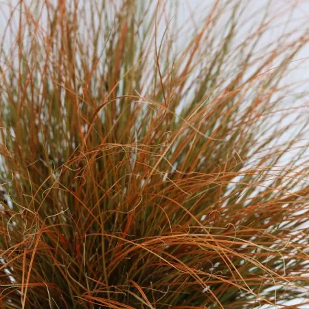 Carex testacea