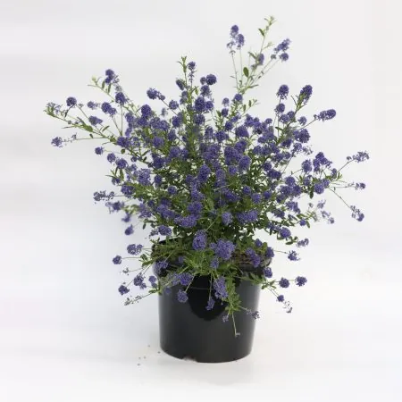 Ceanothus ‘Italian Skies’