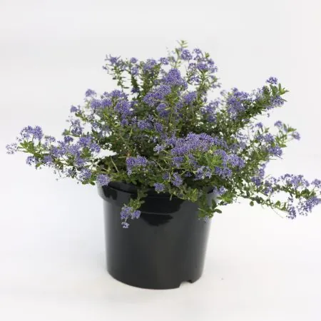 Ceanothus ‘Puget Blue’