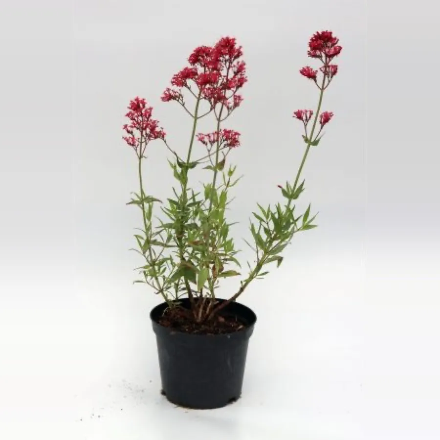 Centranthus ruber