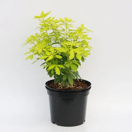 Choisya ternata ‘Sundance’