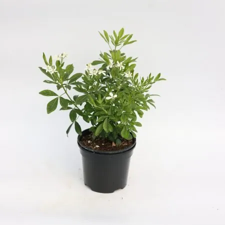 Choisya ternata
