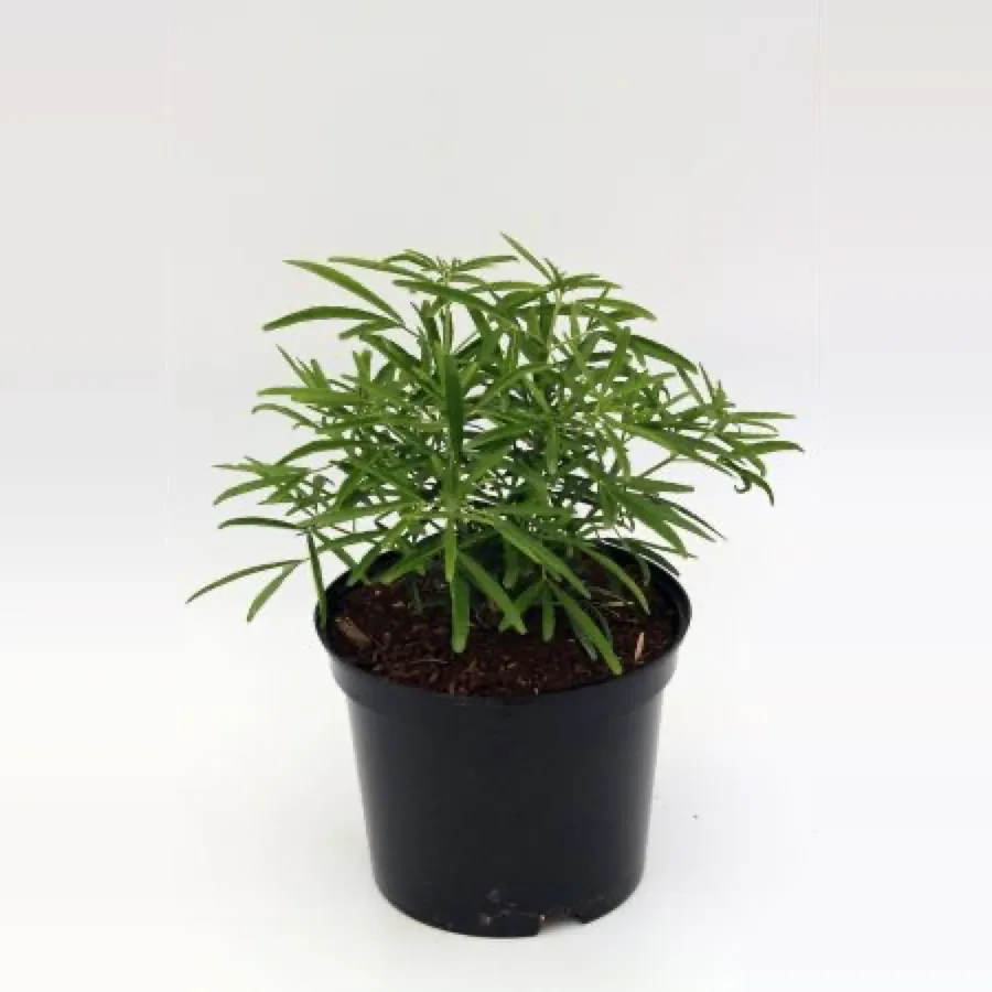 Choisya ‘White Dazzler’