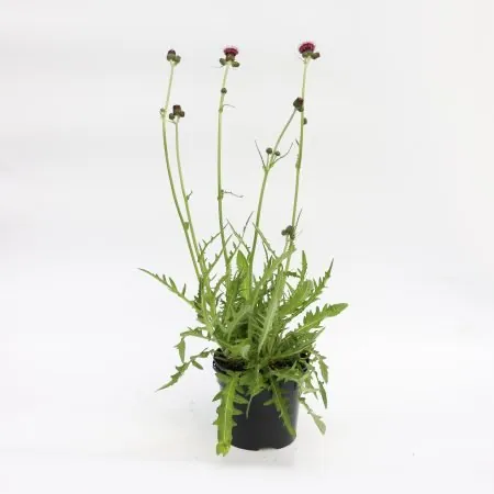 Cirsium rivulare ‘Atropurpureum’ (Purple plume thistle)