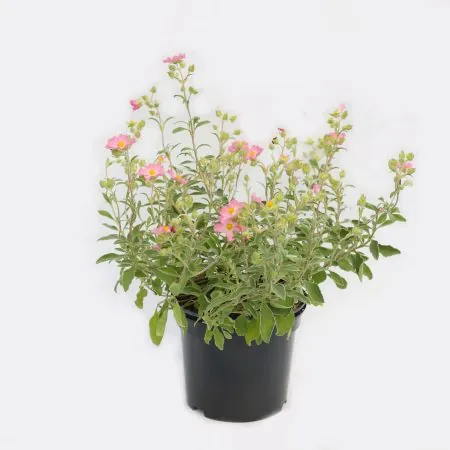 Cistus ‘Silver Pink’