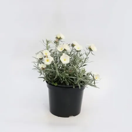 Convolvulus cneorum