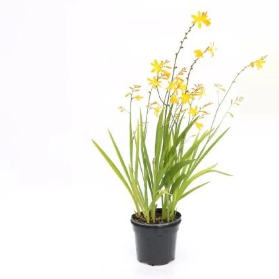 Crocosmia ‘George Davidson’