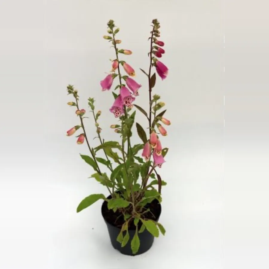 Digitalis purpurea