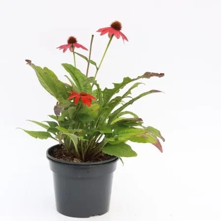 Echinacea ‘Lakota Red’
