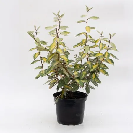 Elaeagnus ebbingei Limelight