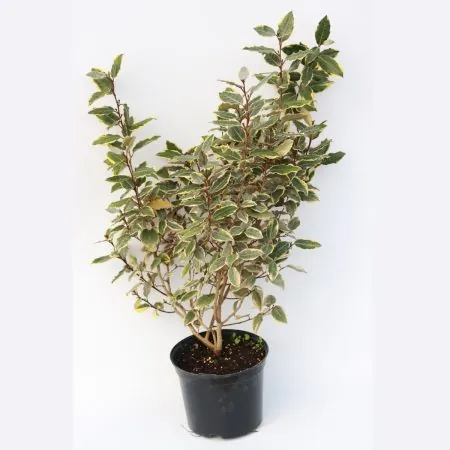 Elaeagnus ebbingei ‘Viveleg’