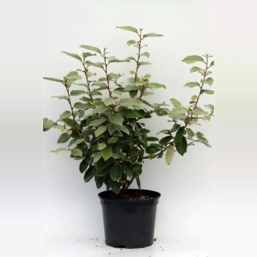 Elaeagnus ebbingei