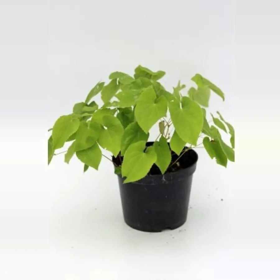 Epimedium ‘Fröhnleiten’