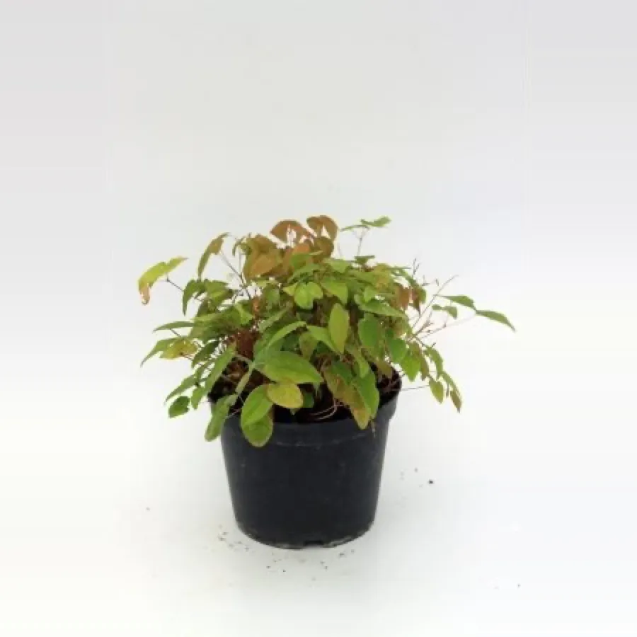 Epimedium rubrum