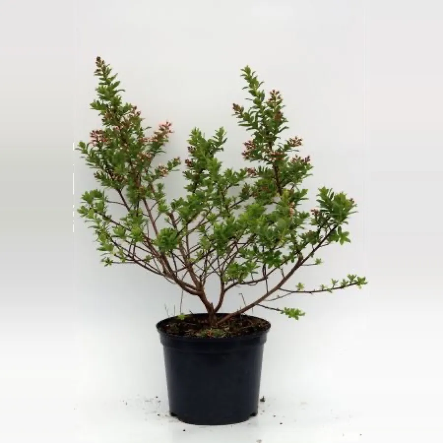 Escallonia ‘Apple Blossom’