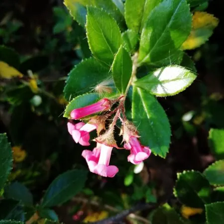 Escallonia Macrantha