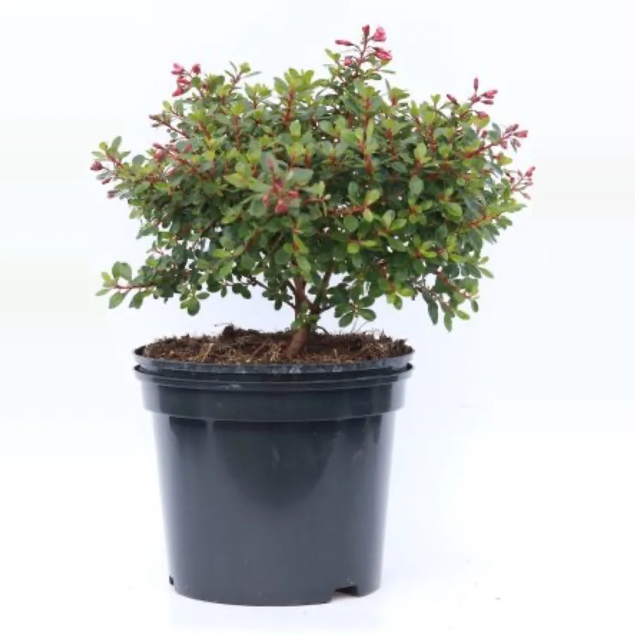 Escallonia ‘Red Dream’