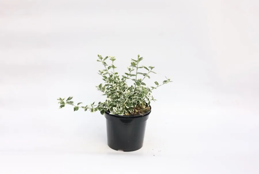 Euonymus fortunei ‘Emerald Gaiety’