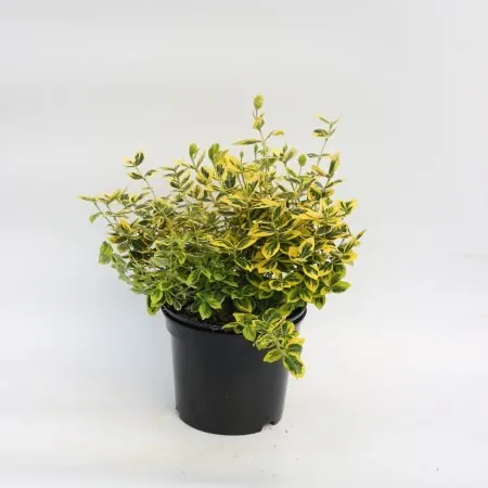 Euonymus Fortunei Emerald n Gold