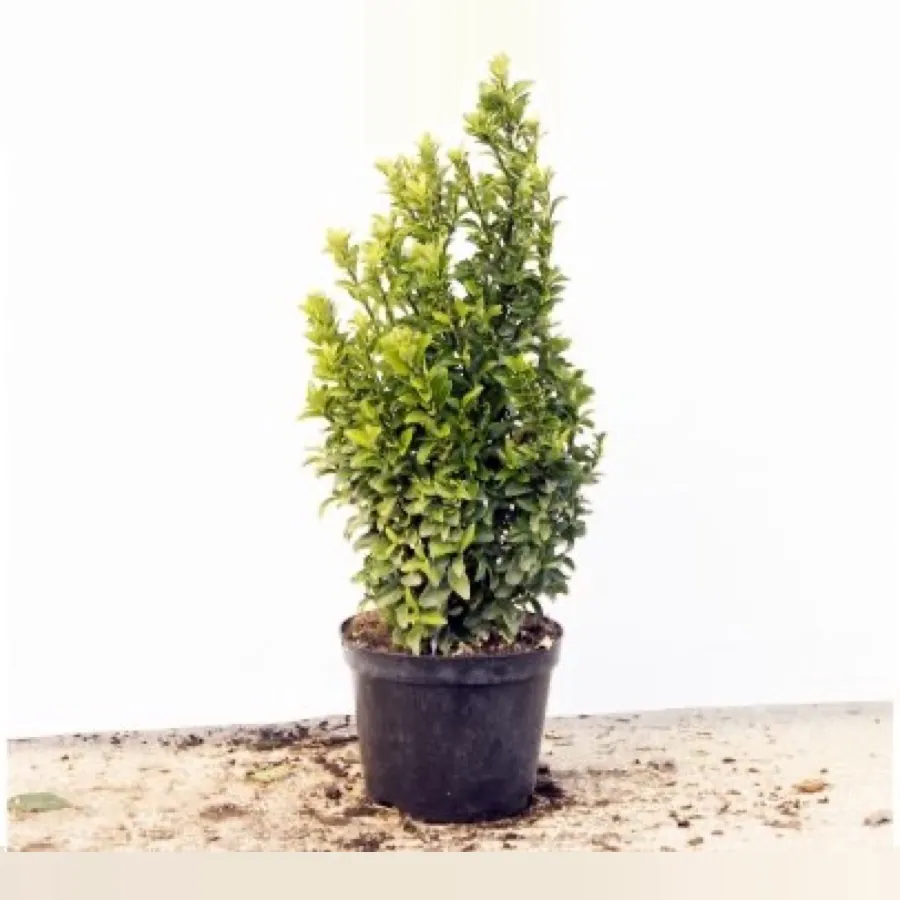 Euonymus Green Spire
