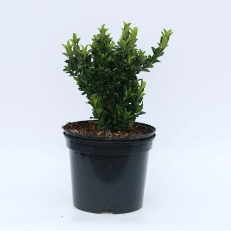 Euonymus ‘Jean Hughes’