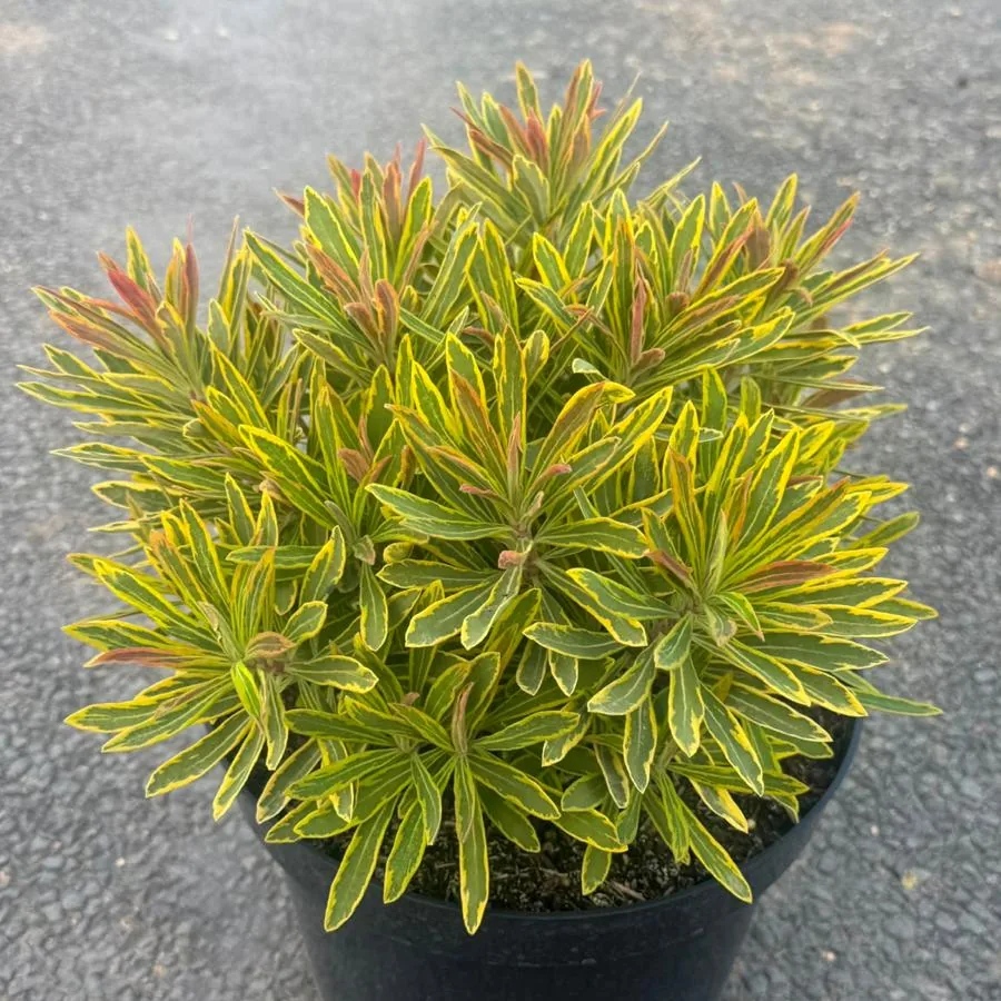 Euphorbia &lsquo;Ascot Rainbow&rsquo; in a 5 litre pot