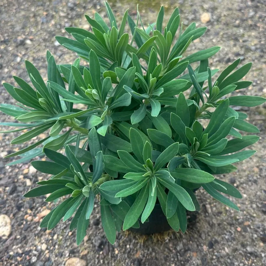 Euphorbia ‘Humpty Dumpty’ in a 2 litre pot, showing its rounded dome of blue-green foliage