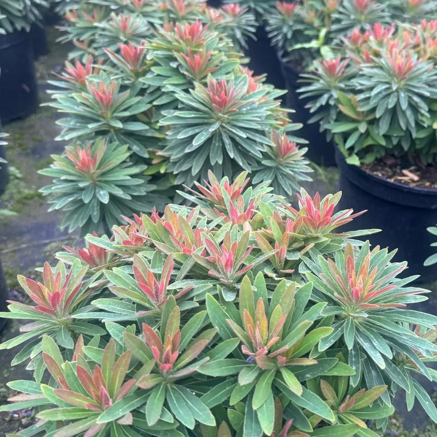 Euphorbia ‘Medea’ growing on the nursery, showing the rusty-tinged young rosettes