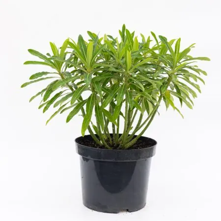 Euphorbia mellifera