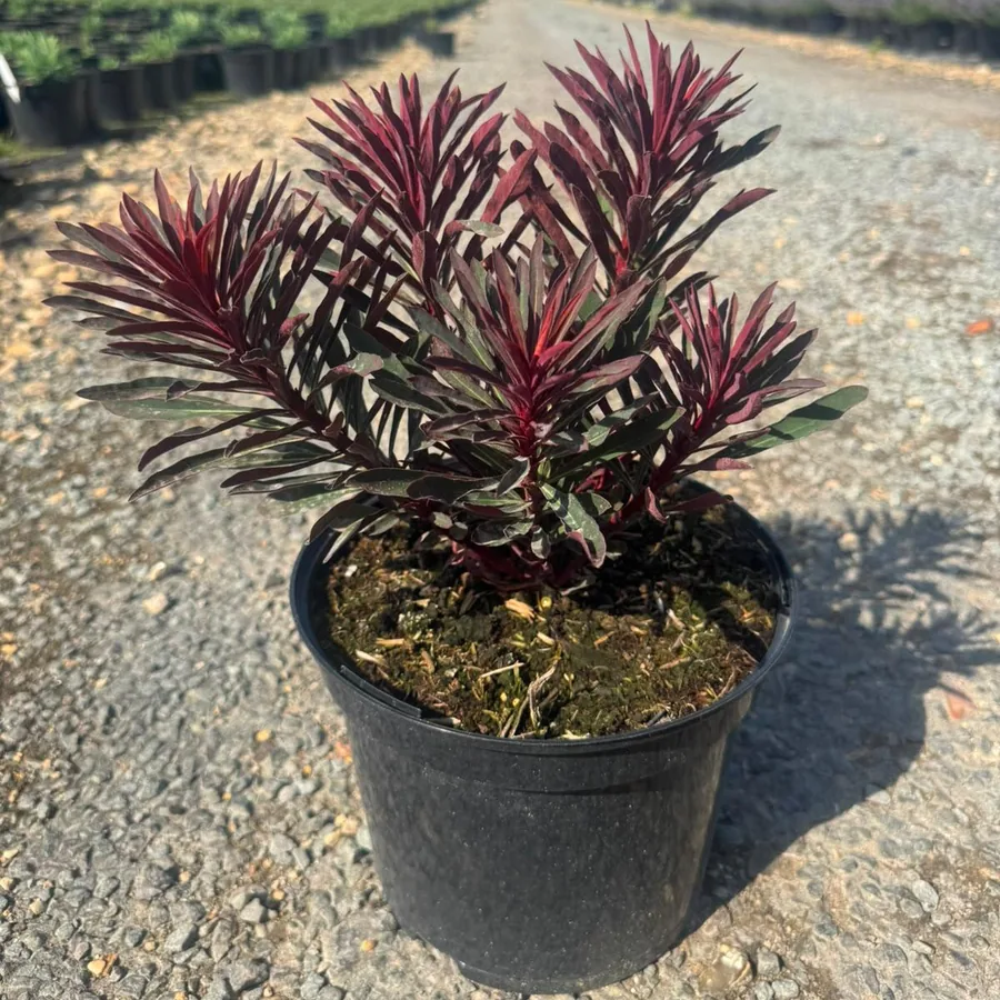 Euphorbia &lsquo;Miners Merlot&rsquo; in a 5 litre pot