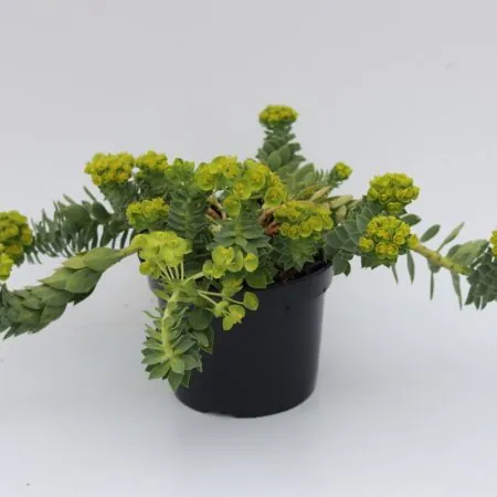 Euphorbia myrsinites (Myrtle spurge)