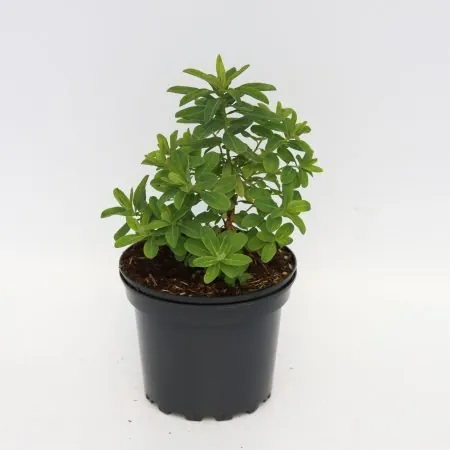 Euphorbia polychroma
