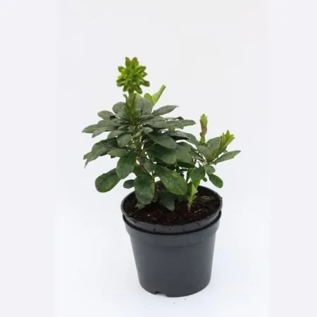 Euphorbia Robbiae