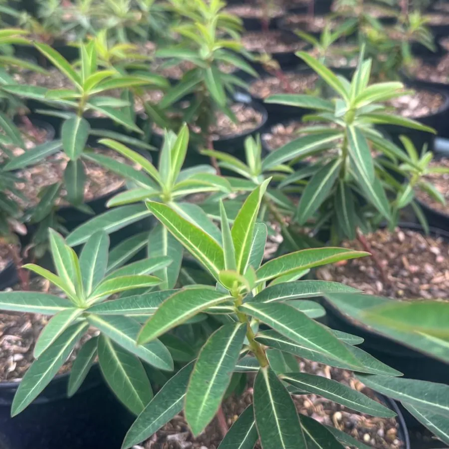 Euphorbia schillingii growing on the nursery, showing the upright stems and pale-veined leaves