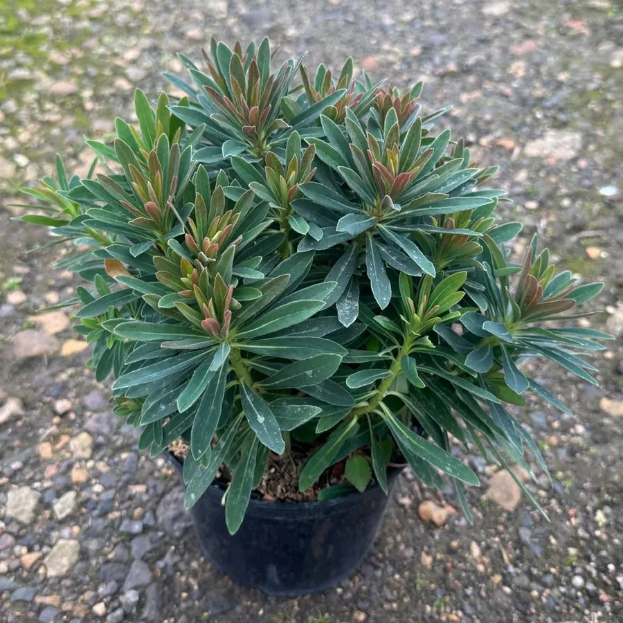 Euphorbia ‘Tiny Tim’ in a 2 litre pot, showing its neat rounded mound of dark evergreen foliage